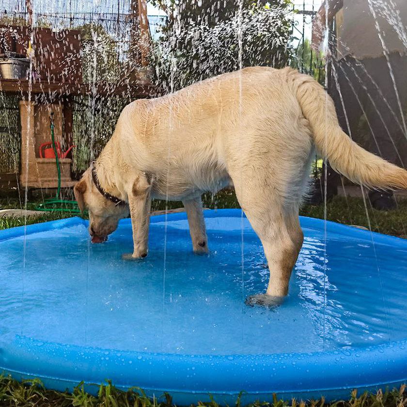 Wildoggy™ - Sprinklerplatta för hundar